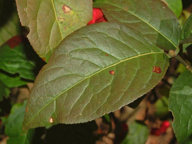 Euonymus euopaeus